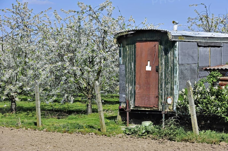 Shack and half-standard apple tree