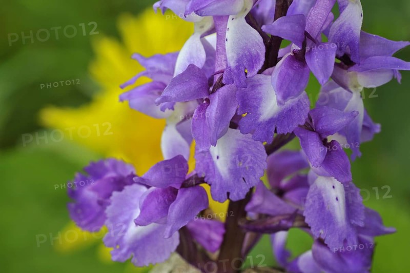 Early purple orchid