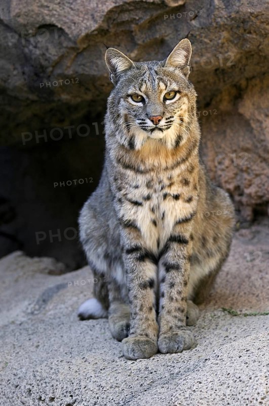 Bobcat