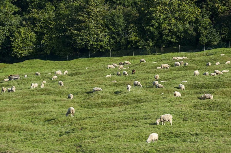 Sheep grazing in preserved battlefield showing bomb craters near the Canadian National Vimy Memorial