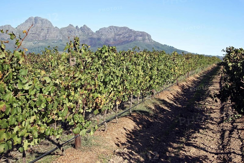 Vineyard on the outskirts of Stellenbosch