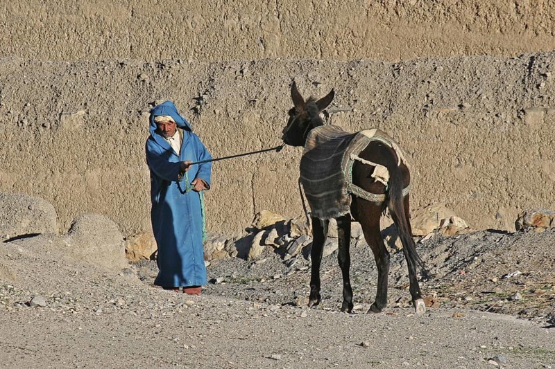 Berber man pulling stubborn mule