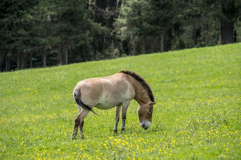 Przewalski horse