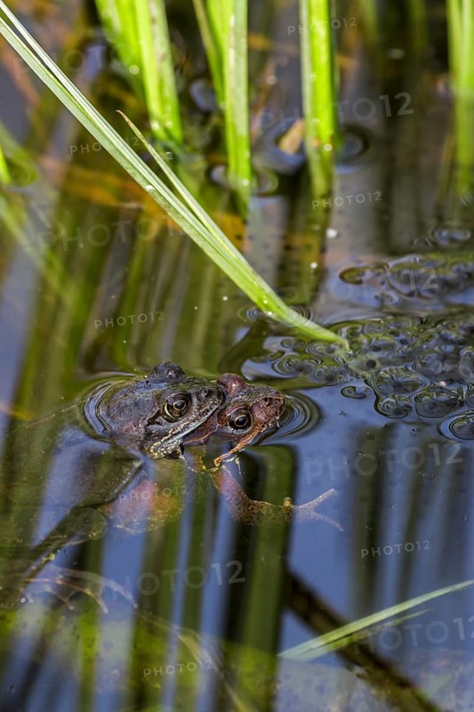 European common frog