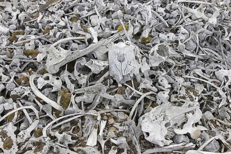 Beluga whale bones at the Bamsebu whaling station along Ingebrigtsenbukta bay shore near Kapp Toscana