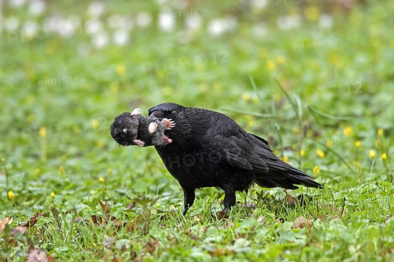 Carrion crow