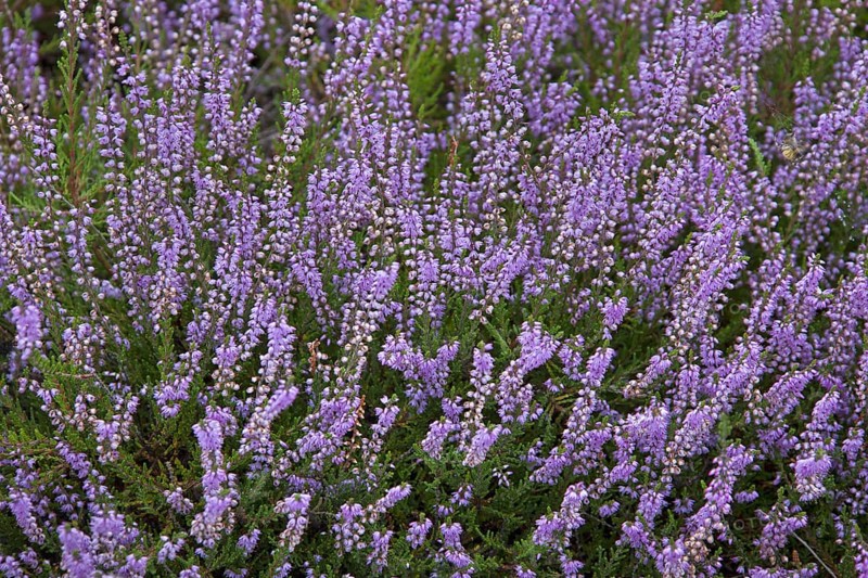 Common heather