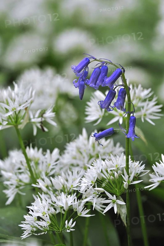 Wild garlic