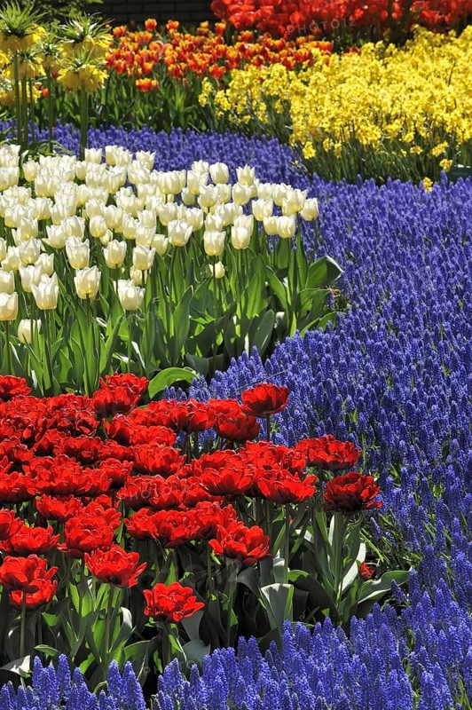 Flowerbed with colourful tulips