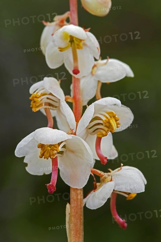 Round-leaved wintergreen