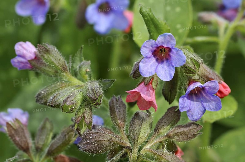 Common lungwort