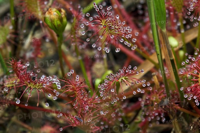 Oblong-leaved Sundew