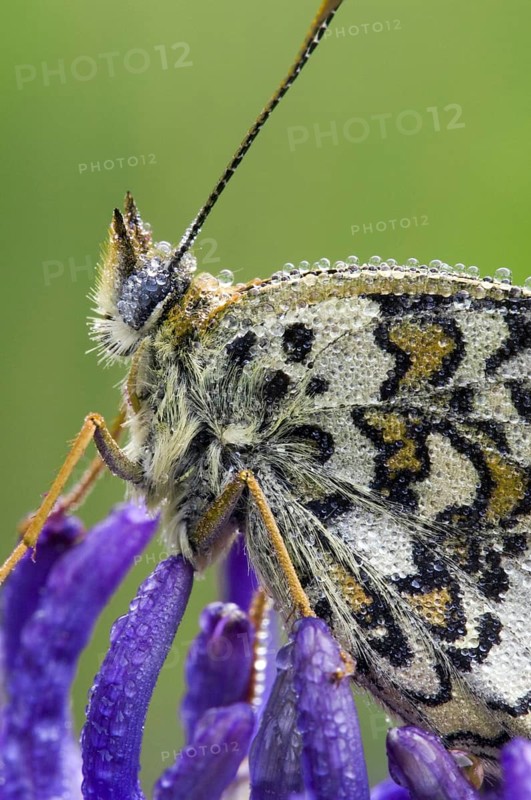 Knapweed fritillary