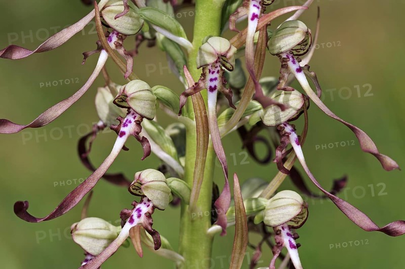 Lizard orchid