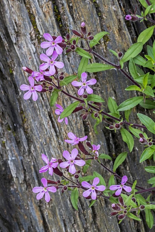 Soapwort pink