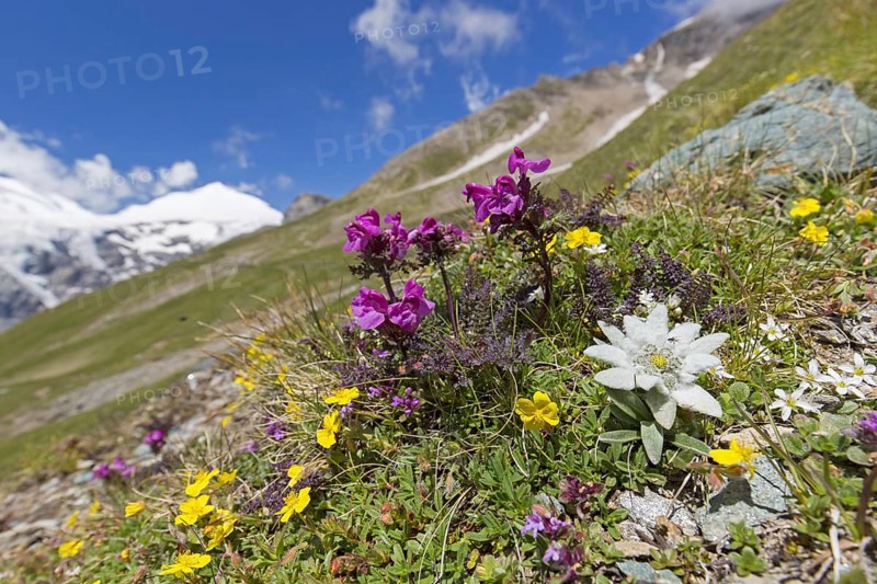 Edelweiss