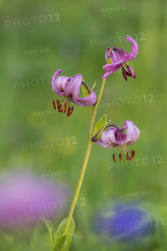 Martagon lily