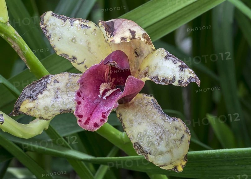 Cymbidium