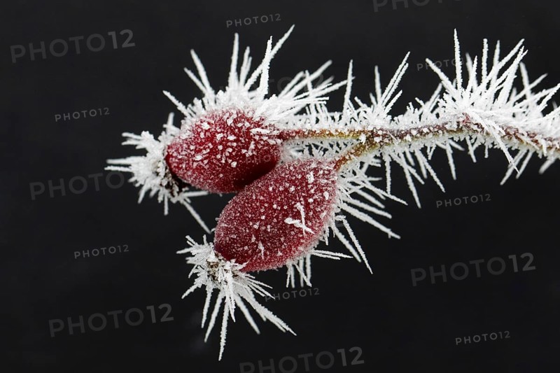Red rose hips