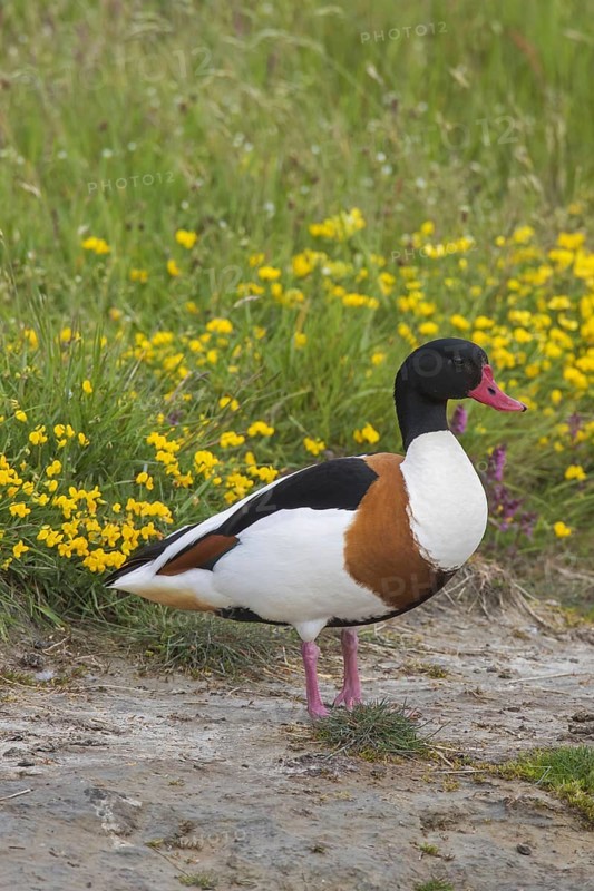 Common shelduck