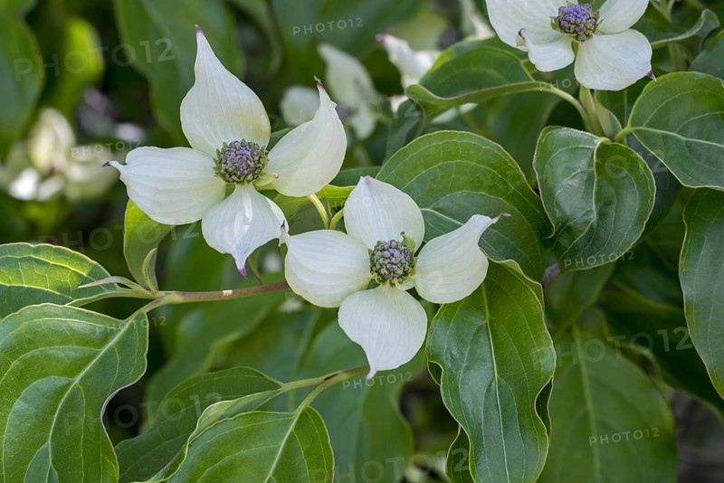 Kousa dogwood