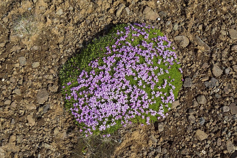 Moss campion