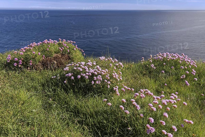 Sea thrift