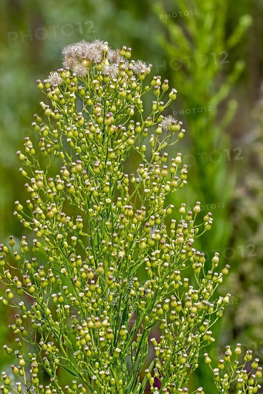 Canadian horseweed