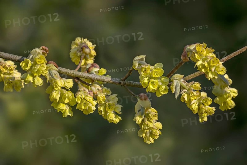 Close-up of twig with yellow flowers of blossoming