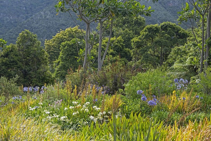 Trees and flowers in the Kirstenbosch National Botanical Garden at the foot of Table Mountain in Cape Town