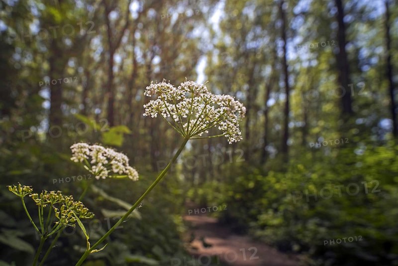 Ground elder