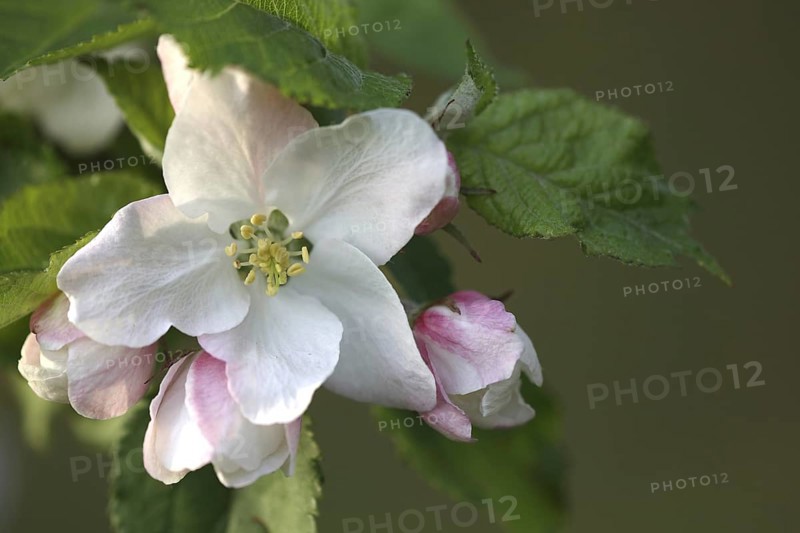 Apple tree