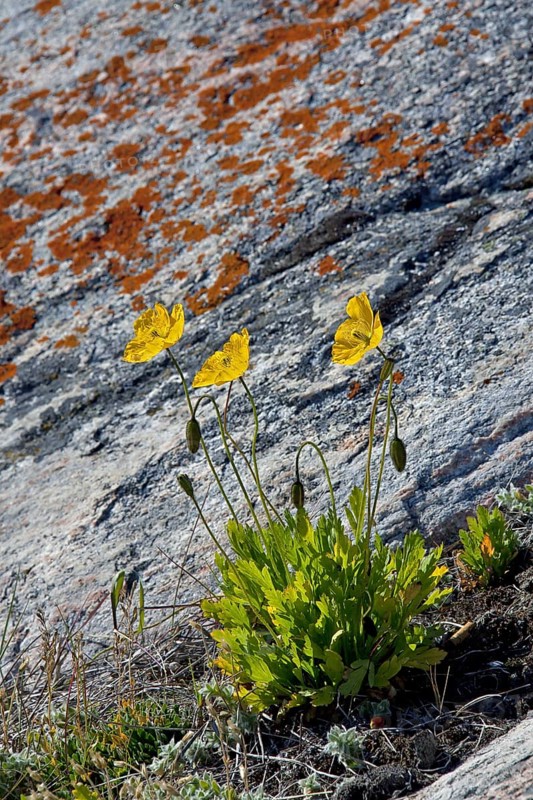 Arctic poppy