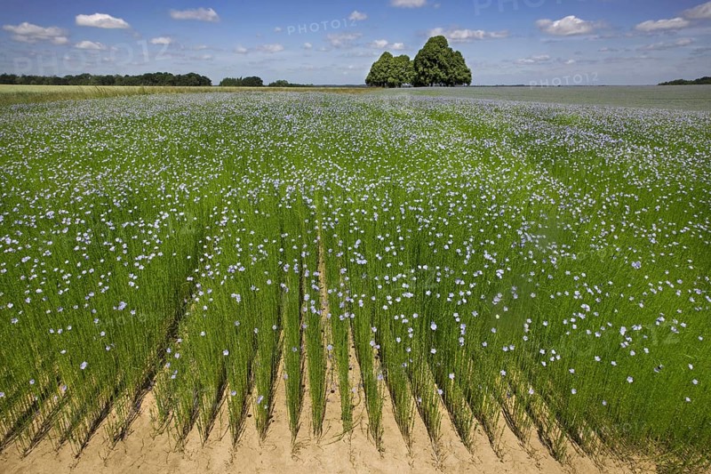 Flax