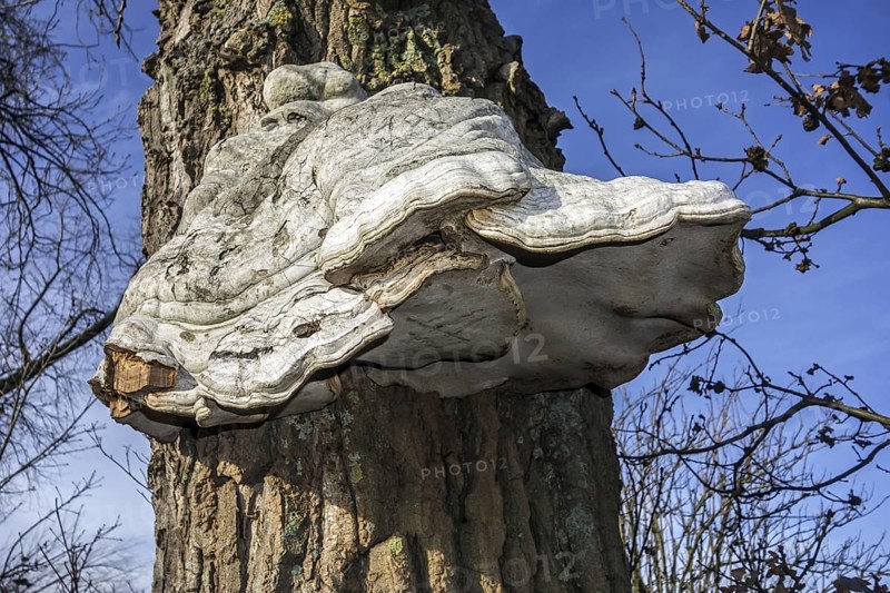 Tinder bracket fungus