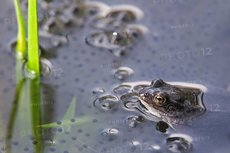 European common brown frog