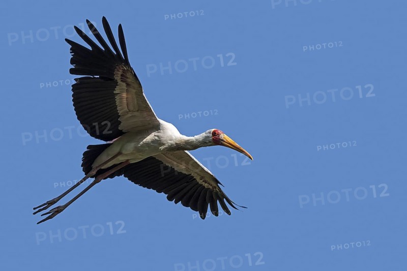Yellow-billed stork