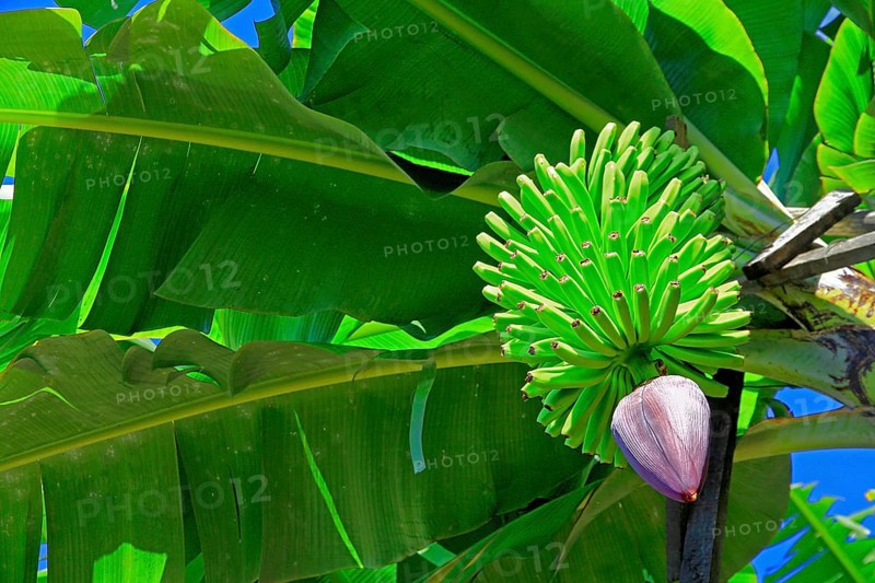 Bananenstaude