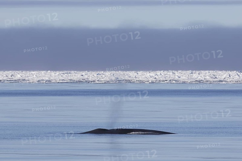 Blow through blowhole of blue whale