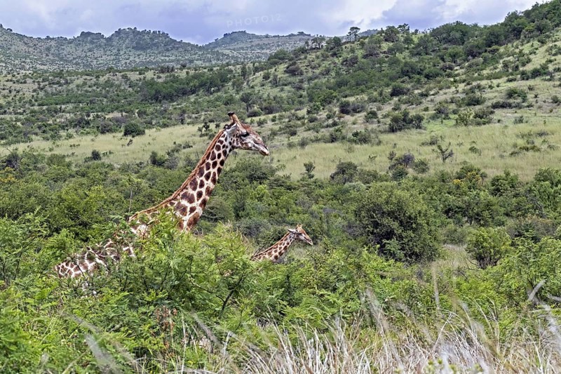 South African giraffe