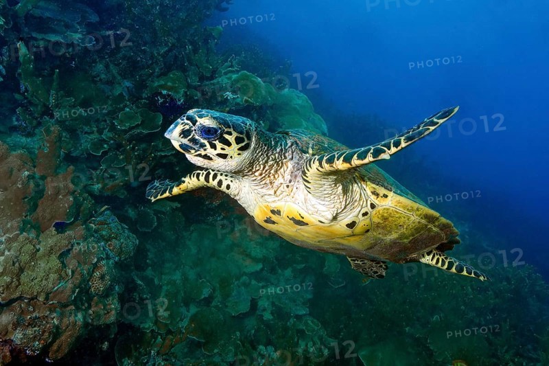 Hawksbill turtle