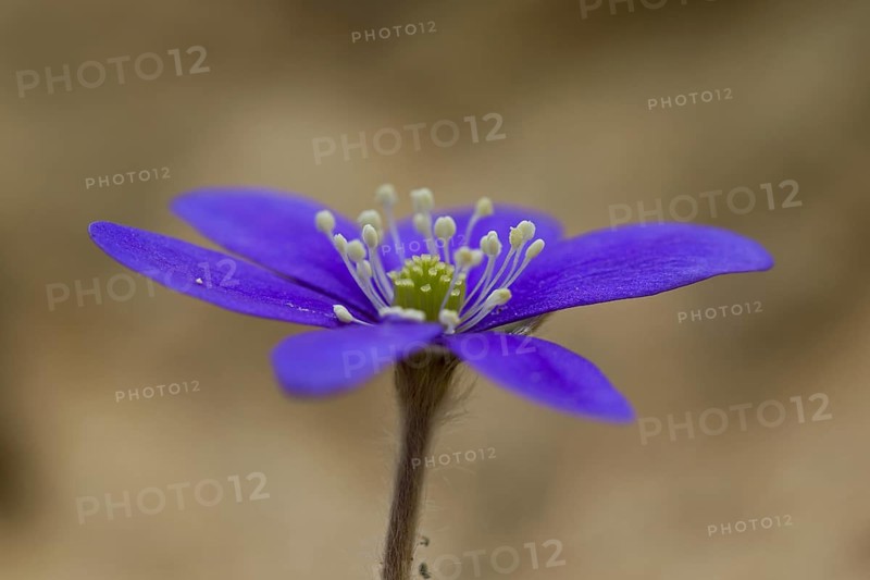 Common Hepatica