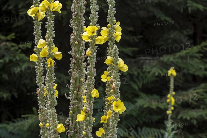 Great mullein