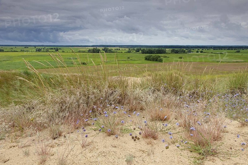 Inland Dunes by Klein Schmoelen near the Elbe river