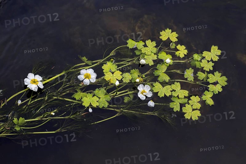 Common water-crowfoot