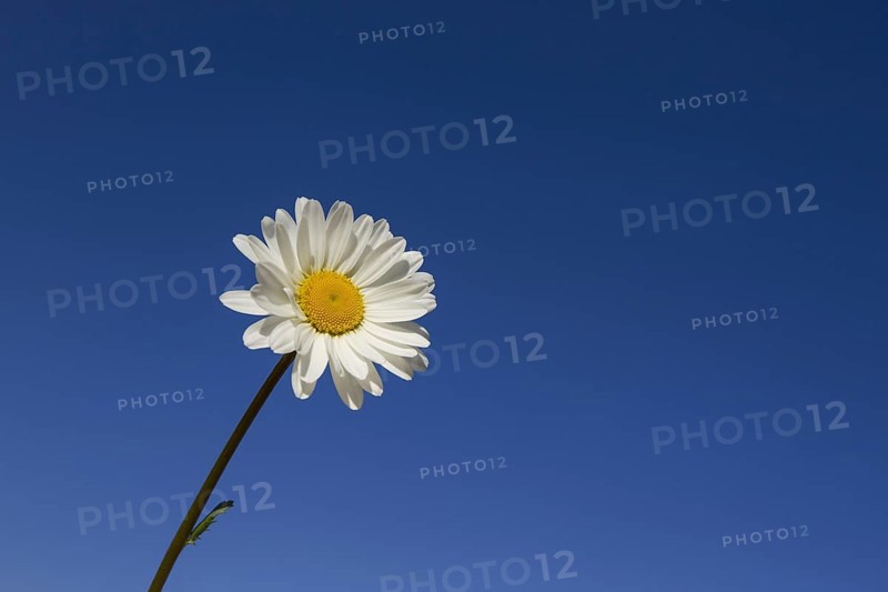 Ox-eye daisy