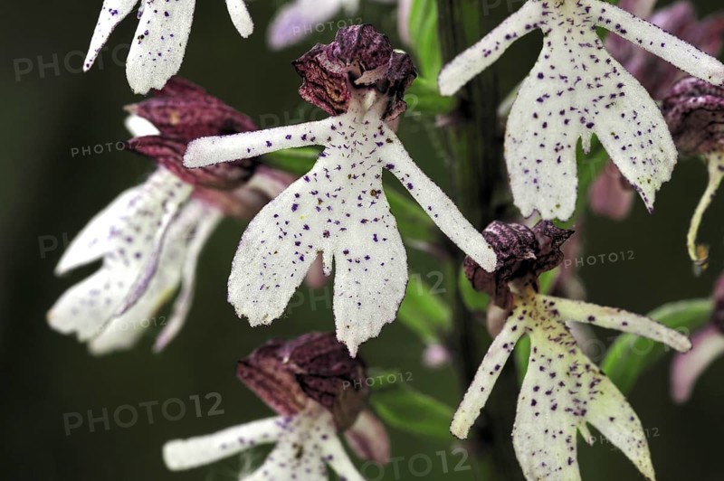 Lady orchid