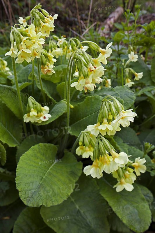 True oxlip