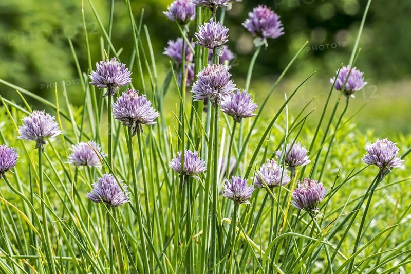 Chives
