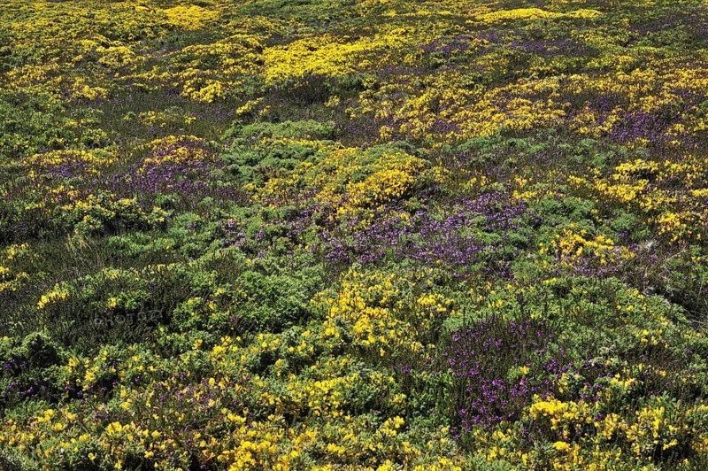 Flowering heather and gorse on top of cliff at the Pointe du Raz at Plogoff